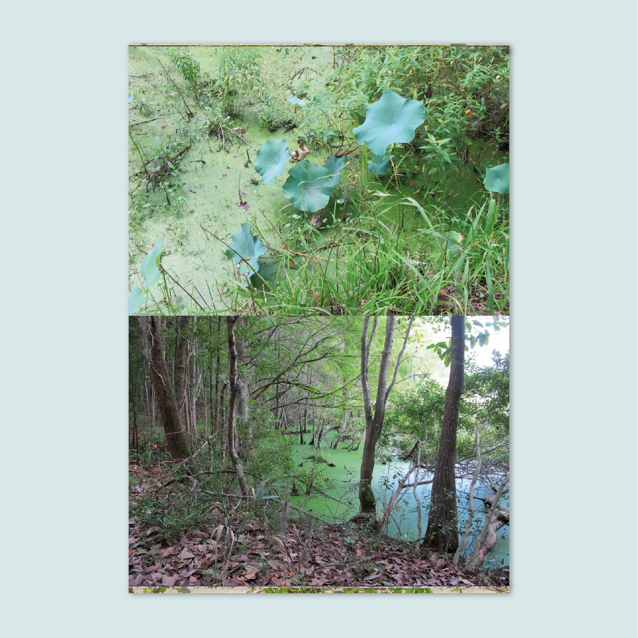 IN THE WILD Book