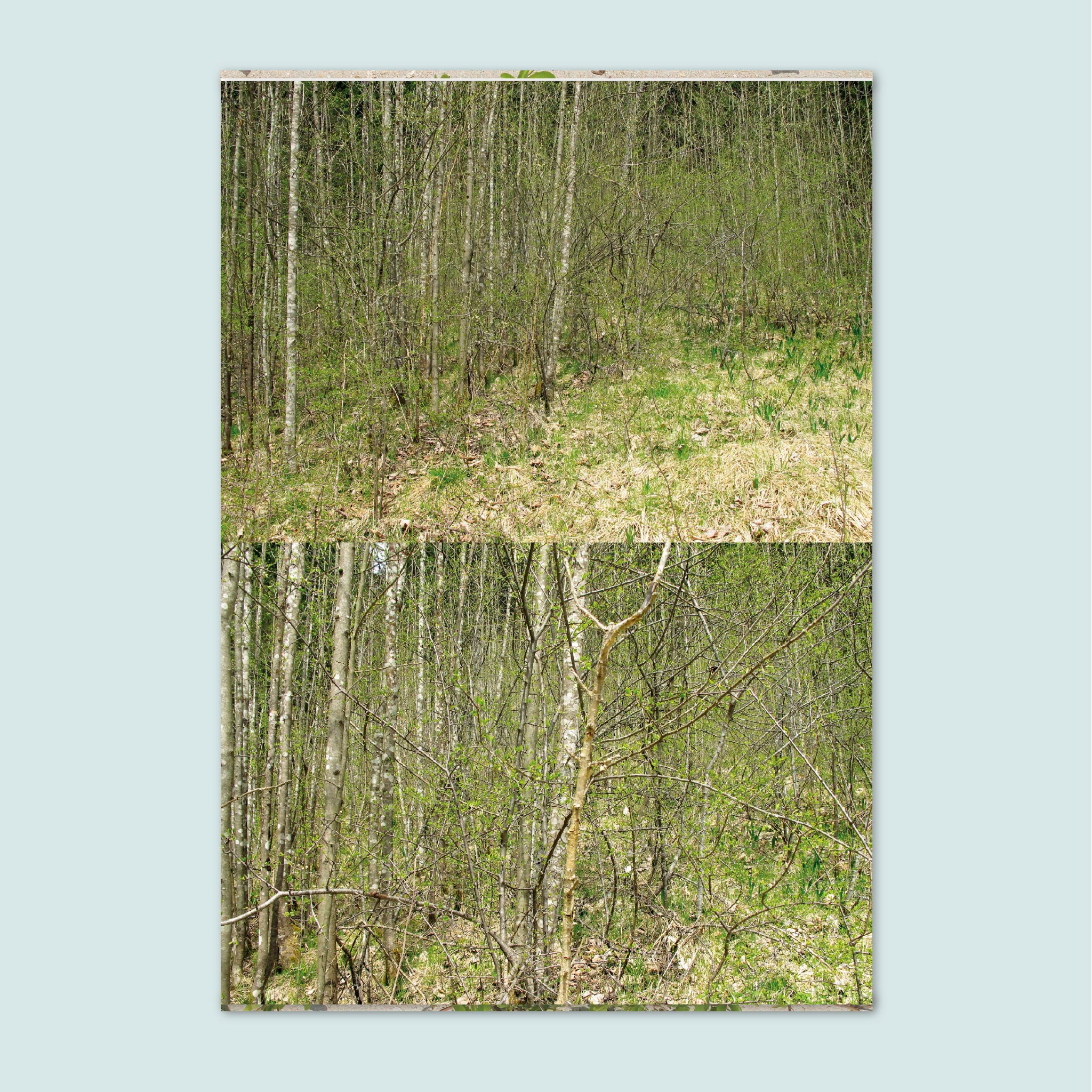 IN THE WILD Book